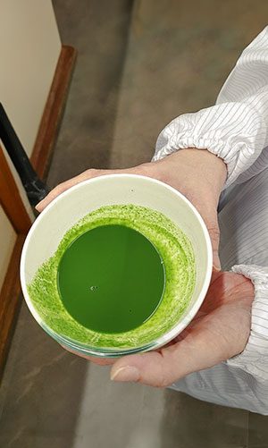 Green Pot Tea